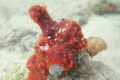 Mycale microsigmatosa
