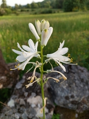 Paradisea lusitanica