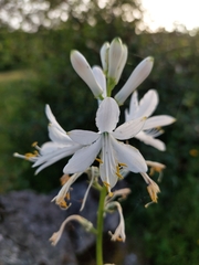 Paradisea lusitanica