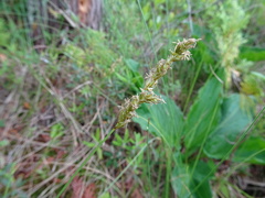 Carex prairea