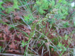 Carex prairea