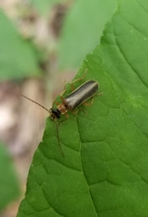 Podabrus flavicollis