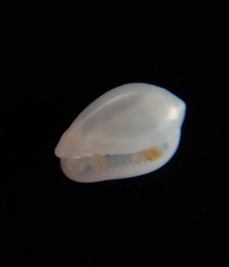 Gibberula subbulbosa