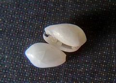 Gibberula subbulbosa