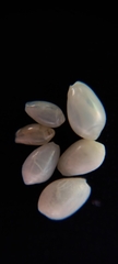 Gibberula subbulbosa