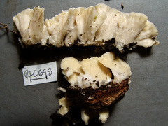 Trametes membranacea