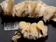 Trametes membranacea
