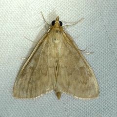 Ostrinia obumbratalis