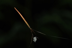 Ariamnes cylindrogaster