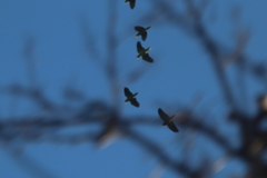 Amazona albifrons