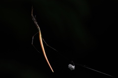 Ariamnes cylindrogaster