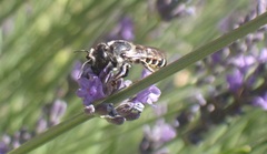 Megachile montivaga