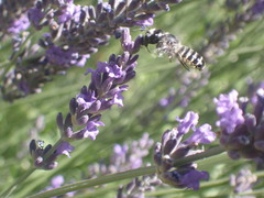 Megachile montivaga
