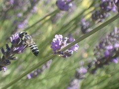 Megachile montivaga