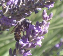 Megachile montivaga