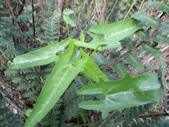 Jarilla heterophylla