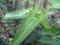 Jarilla heterophylla
