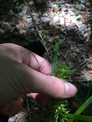 Carex louisianica