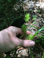 Carex louisianica