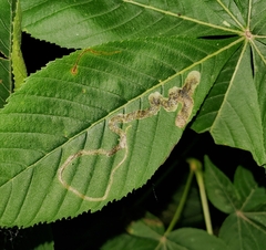 Phytomyza aesculi