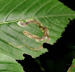 Phytomyza aesculi