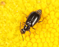 Attalus terminalis