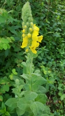 Verbascum densiflorum