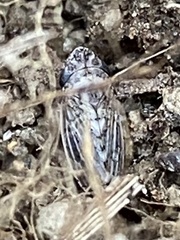 Anoscopus