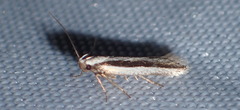Mirificarma interrupta