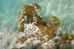 Lobophora variegata