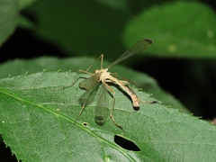 Hylobittacus apicalis