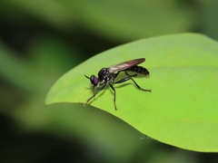Eudioctria brevis