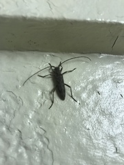 Elytrimitatrix undata