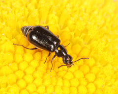 Attalus terminalis
