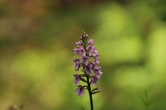 Dactylorhiza foliosa image