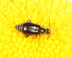 Attalus terminalis