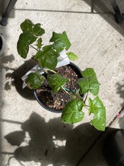 Solanum atropurpureum