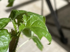Solanum atropurpureum