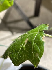Solanum atropurpureum