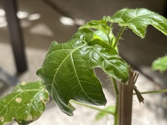 Solanum atropurpureum