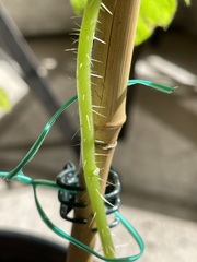 Solanum atropurpureum