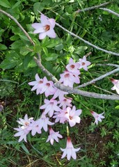 Zephyranthes carinata