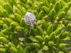 Eudolycoris alluaudi