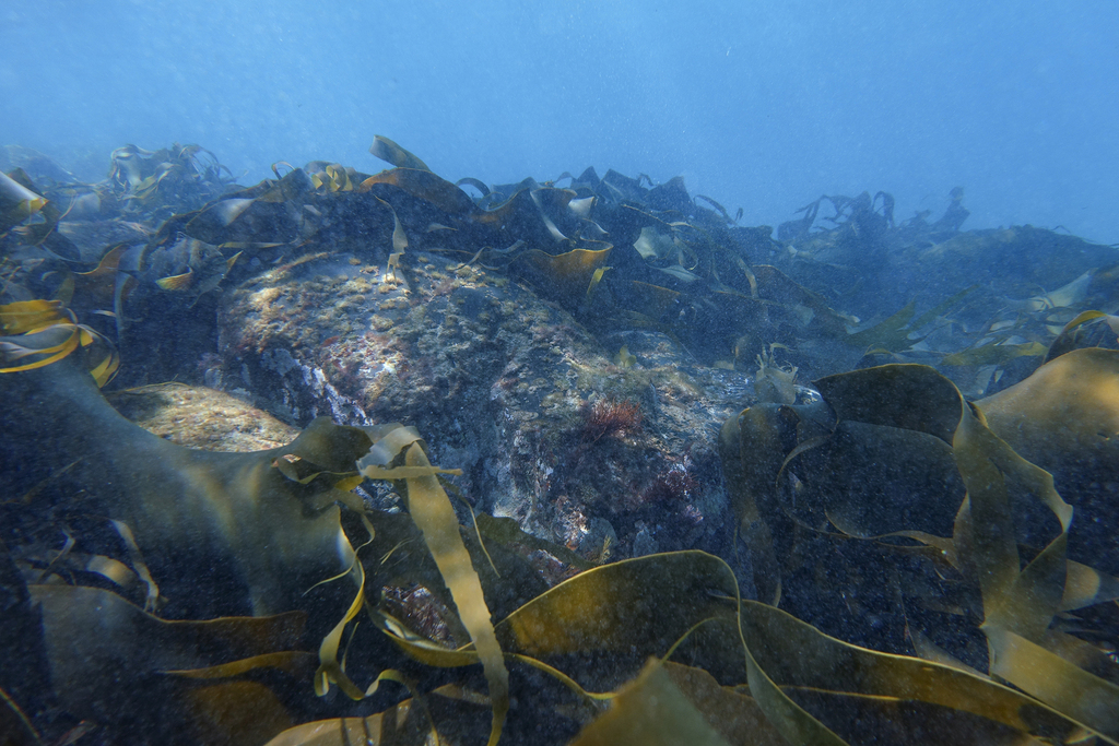 Australian Bull Kelp from Surf Coast West, AUVI, AU on November 21