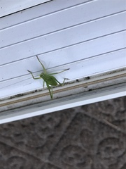 Platylyra californica