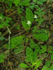 Elytraria caroliniensis