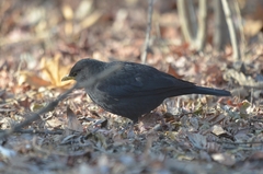 Turdus mandarinus