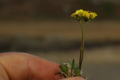 Draba alpina