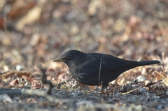 Turdus mandarinus