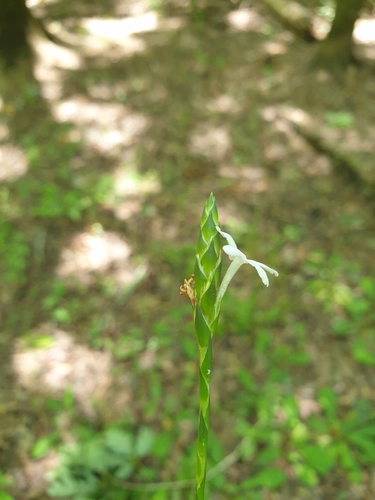 Image of Elytraria caroliniensis by (c) Étienne Léveillé-Bourret, some rights reserved (CC BY)